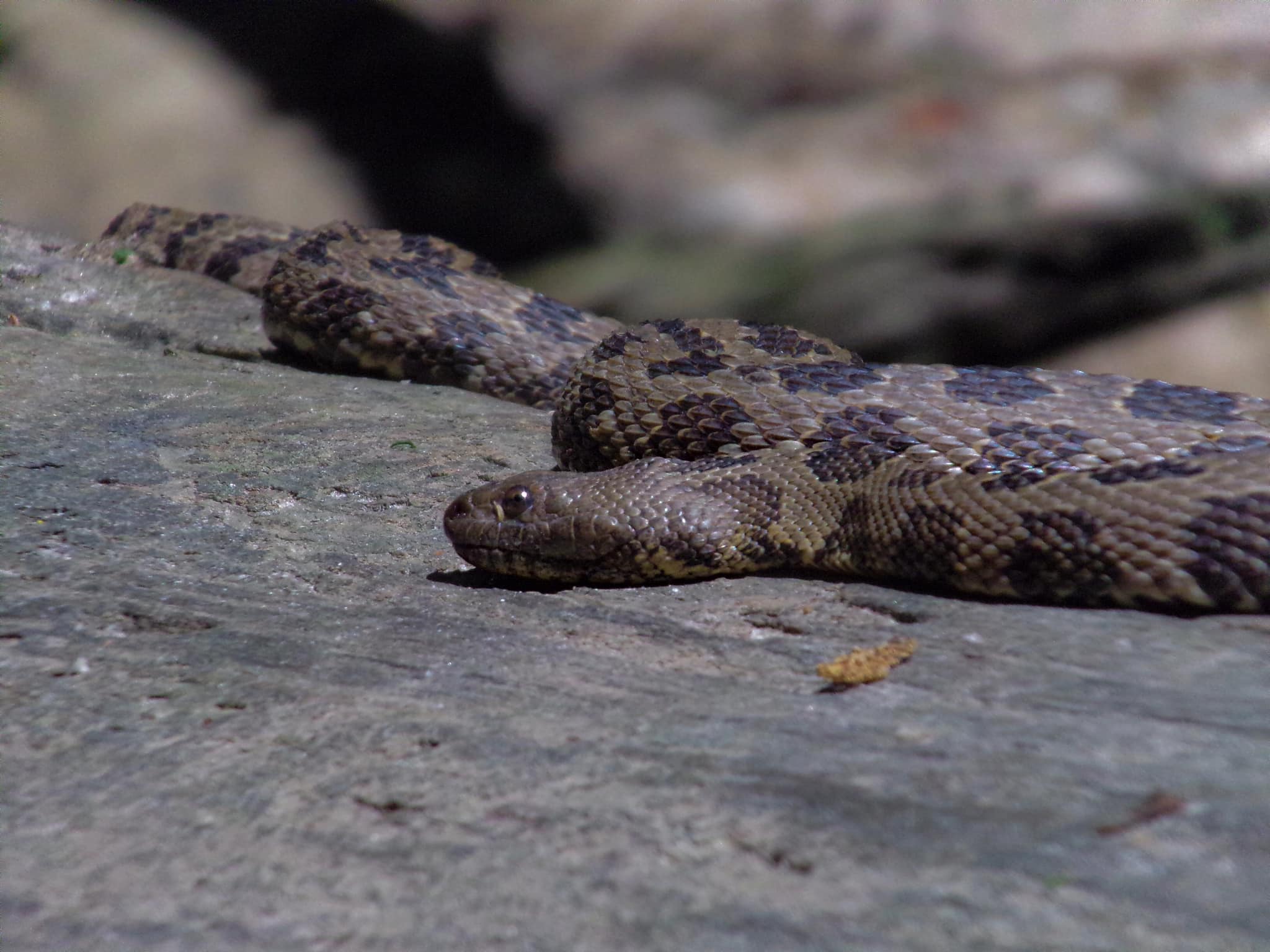 A water snake with 🐠📸 1/2500 f/6.3 iso800 Nikon z9