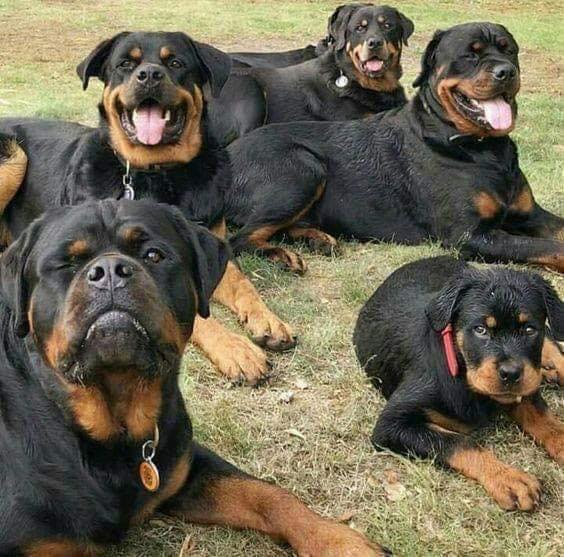 Northern Virginia Rottweiler Lovers