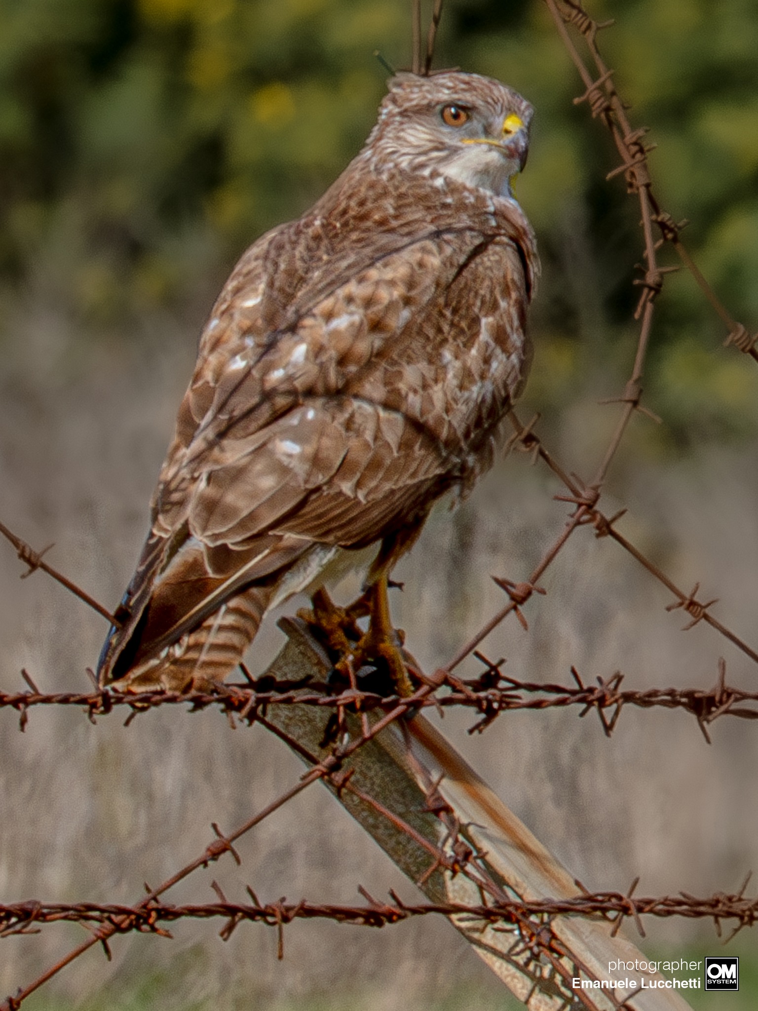 27.02.2026 OM-5, OM 100-400mm F5.0-6.3 II