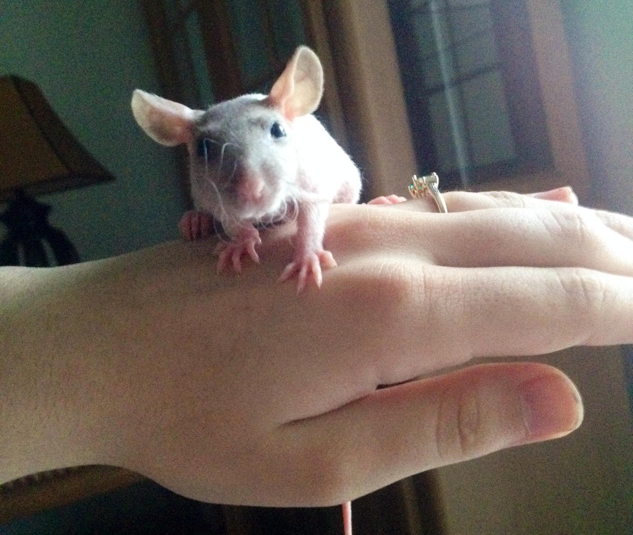 Rainforest Rattery | Ocala FL