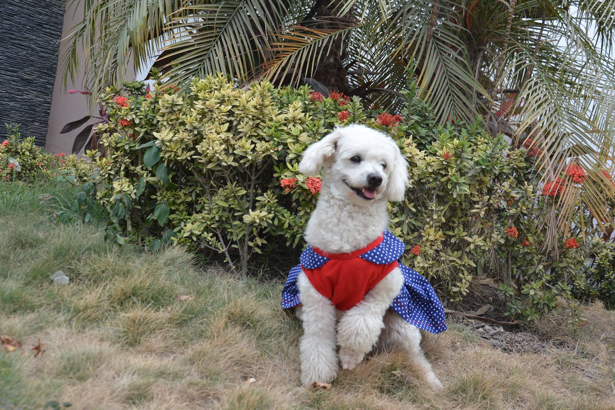 Mascota a la Moda