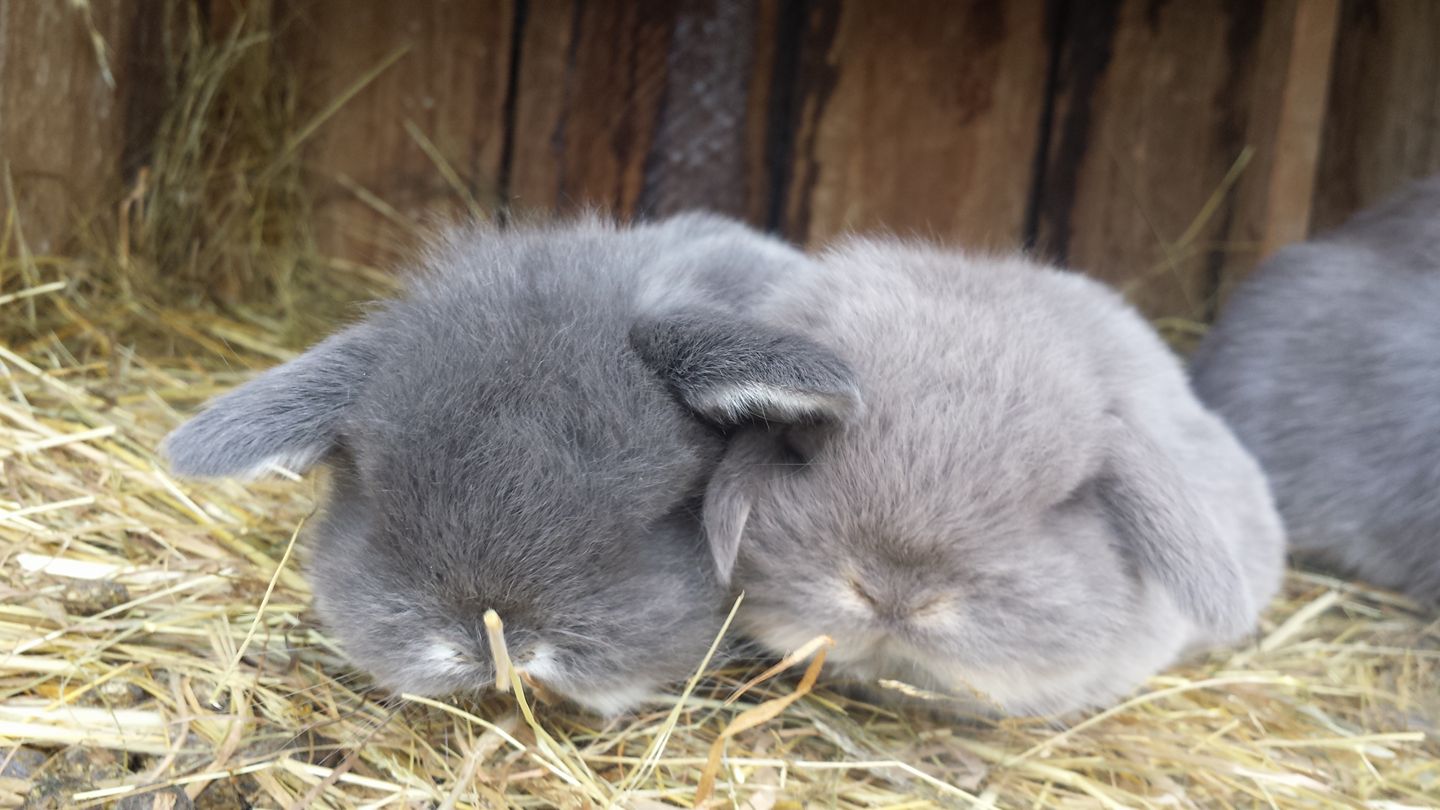 Sydney... - Sydney Bunnies - Minilop and Dwarf Rabbits