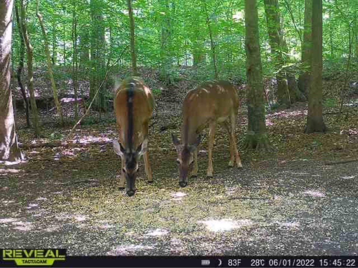Have you ever seen a deer with a... - Rome-Floyd ECO Center | Facebook