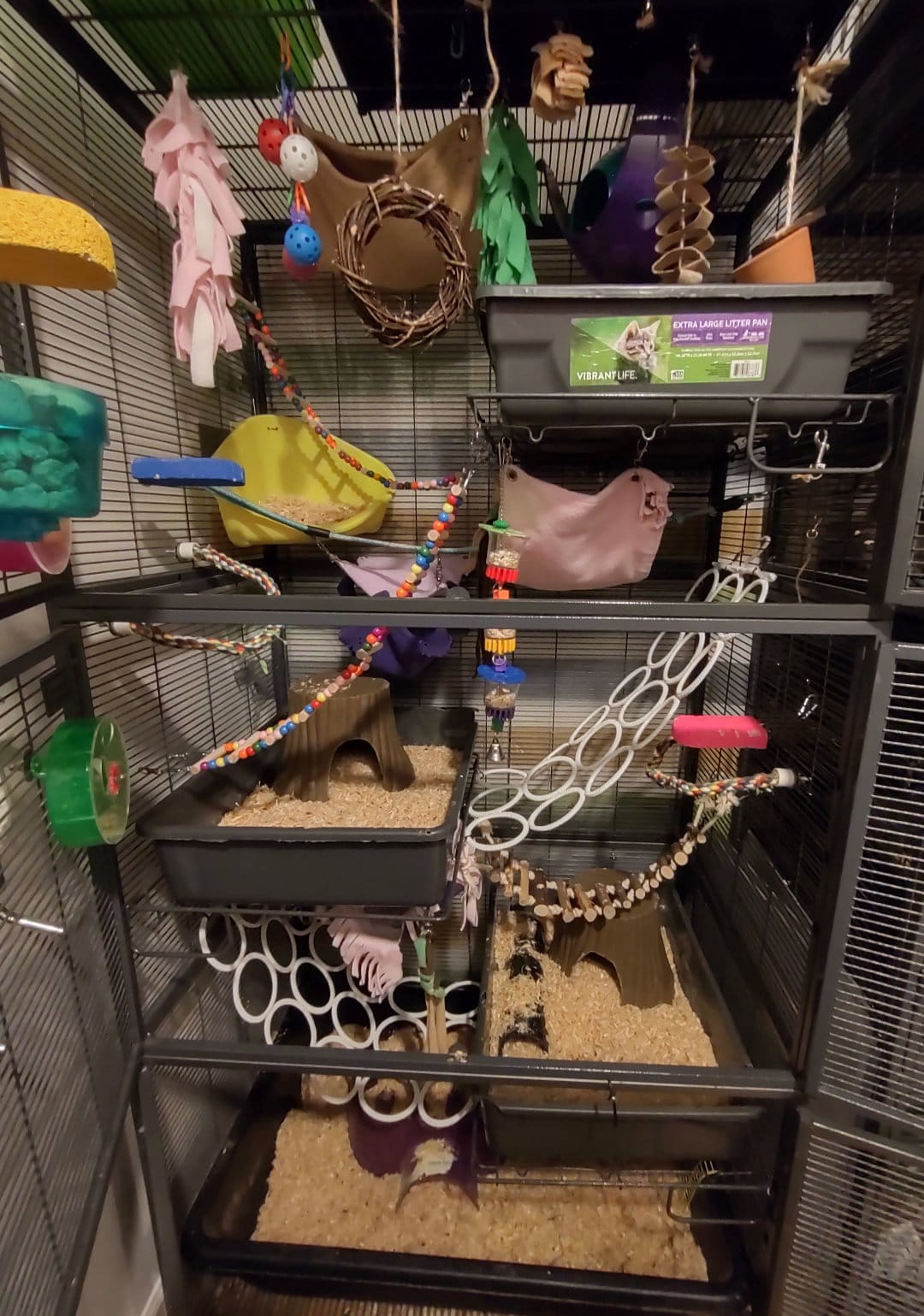 The girls received a few new... - Tiny Toes and Tails Rattery | Facebook