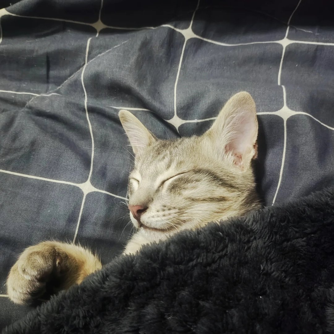 room was already dark, only lamp and tv were on. cat did the rest for ...