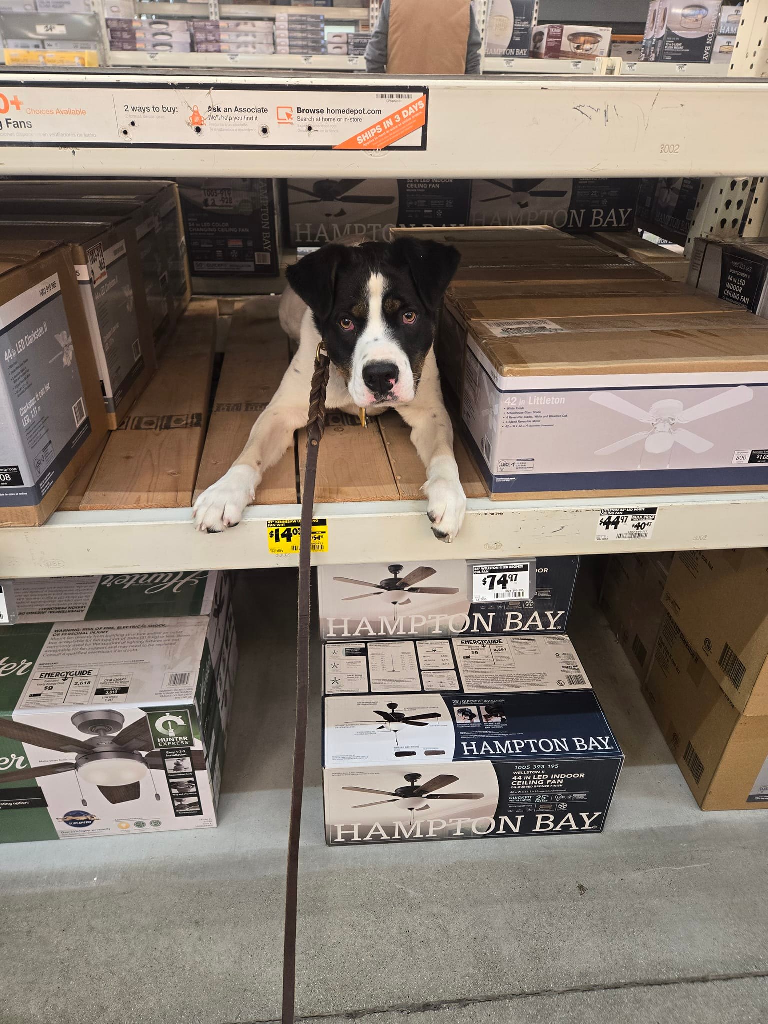 Rocky Ridge Dog Training Academy | Sedgwick ME