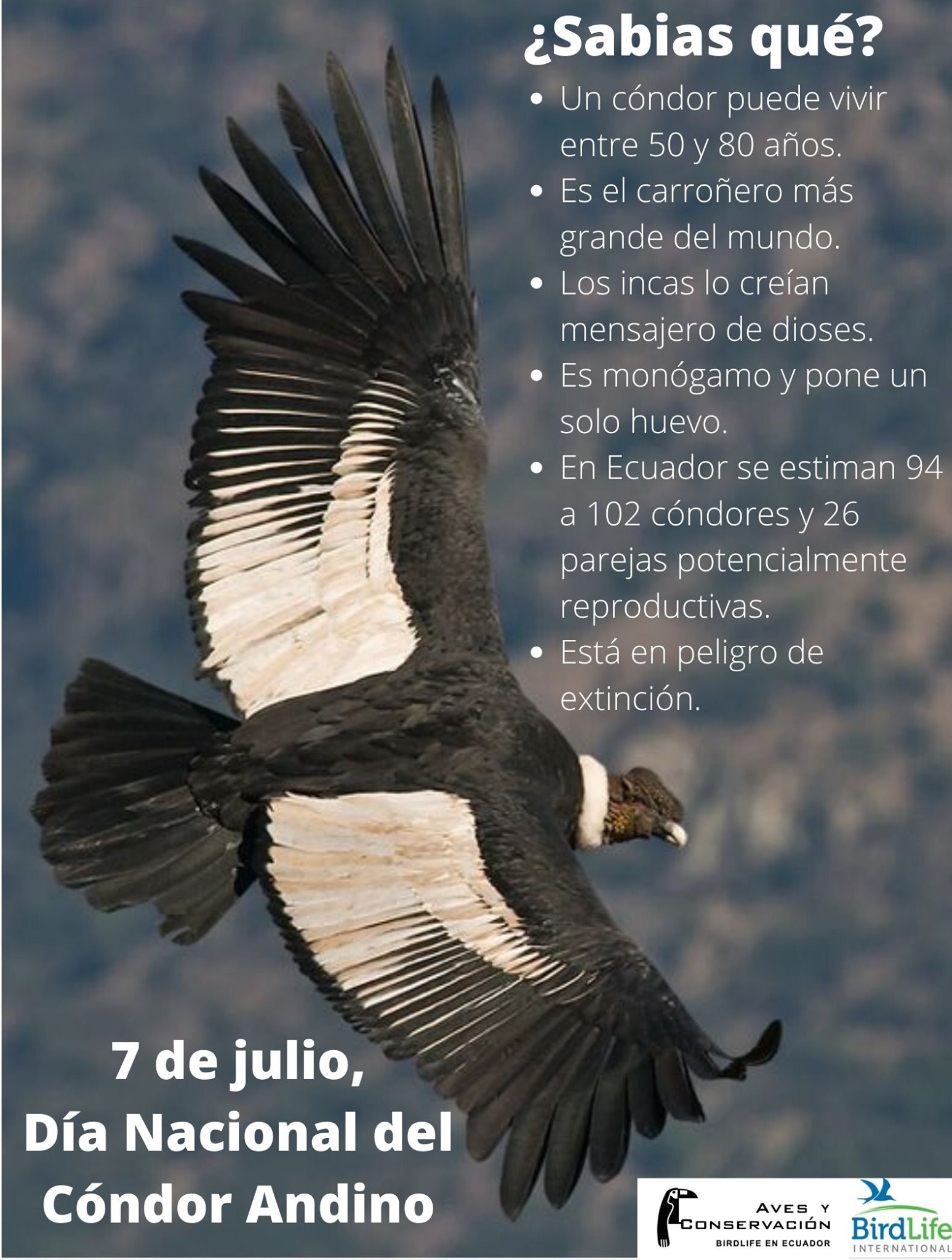 Aves y Conservación - Cóndor Andino (Vultur gryphus) Tamaño: la ...