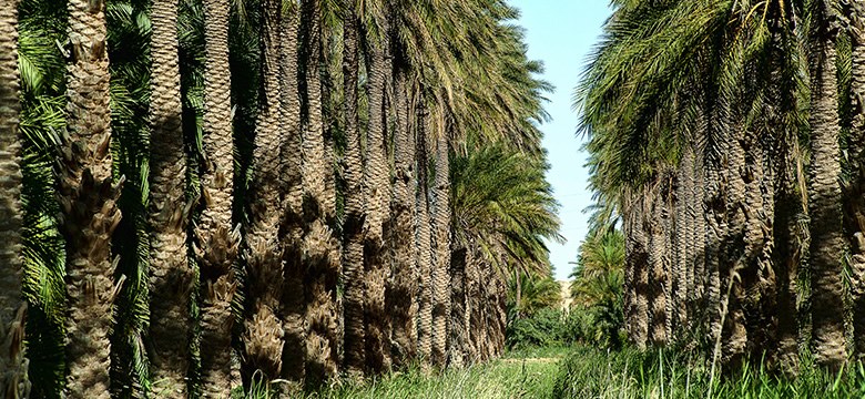 المنجل البسكري