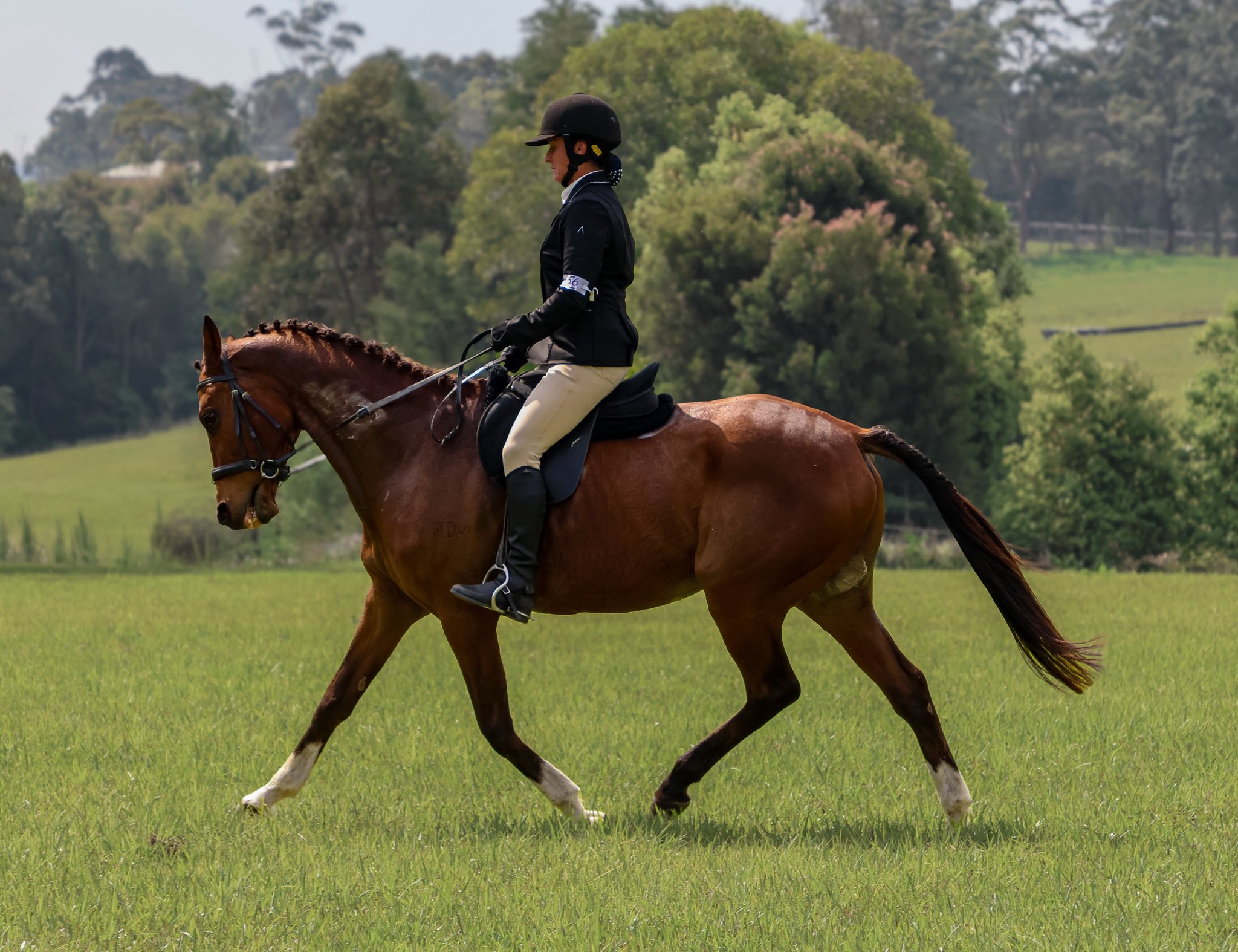 Tiggy 🩷 CABRIO Z x WUP Tiggy is a full up 16.3 Iron grey mare. 5