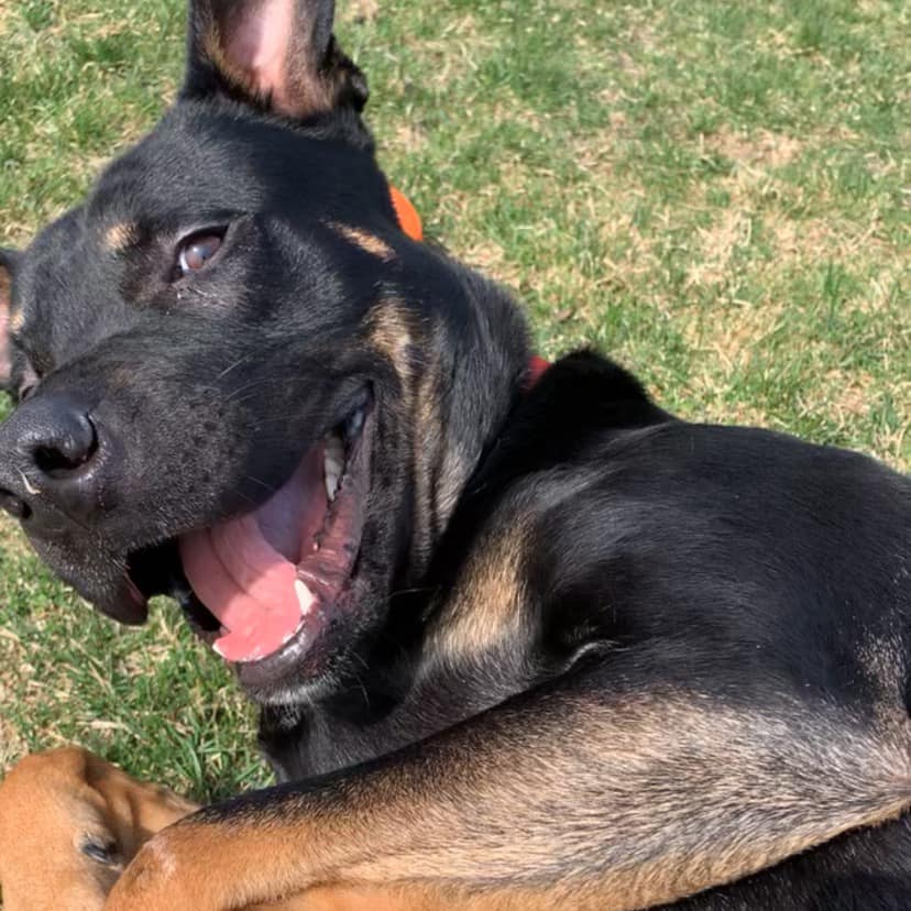 Meet Luke! 2 year old Shepherd/Rottie/Pit mix… best of all three worlds ...