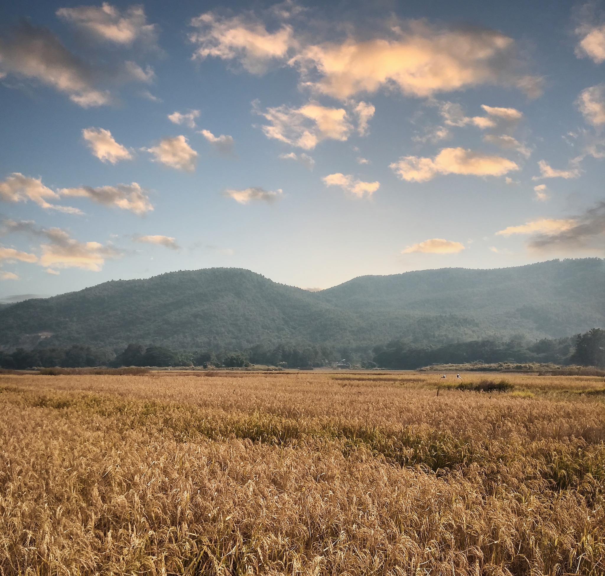 Materra - Can you guess what is in this photo? Rice fields, of course ...