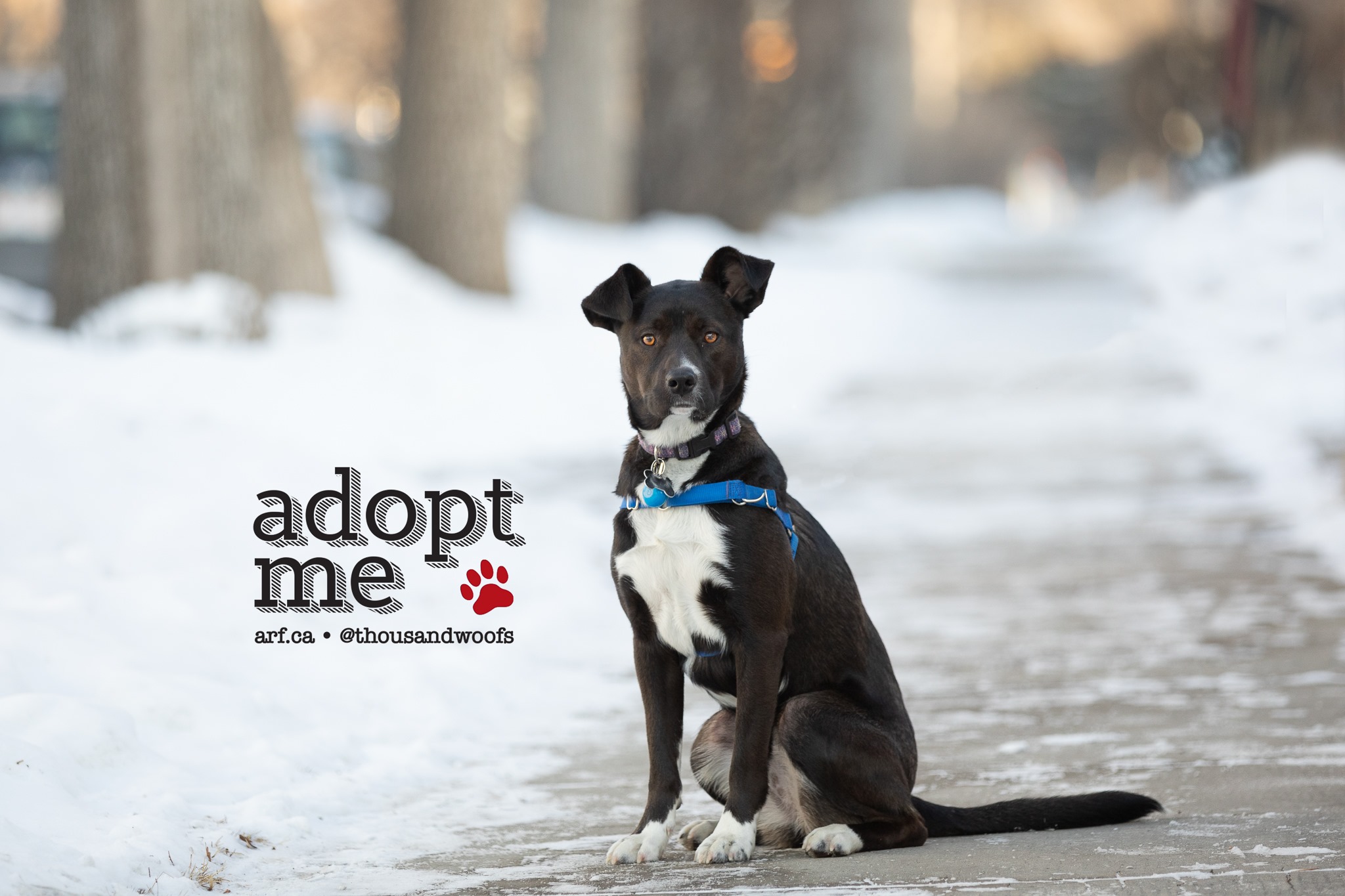 🧡Have you met... - ARF Alberta - Animal Rescue Foundation