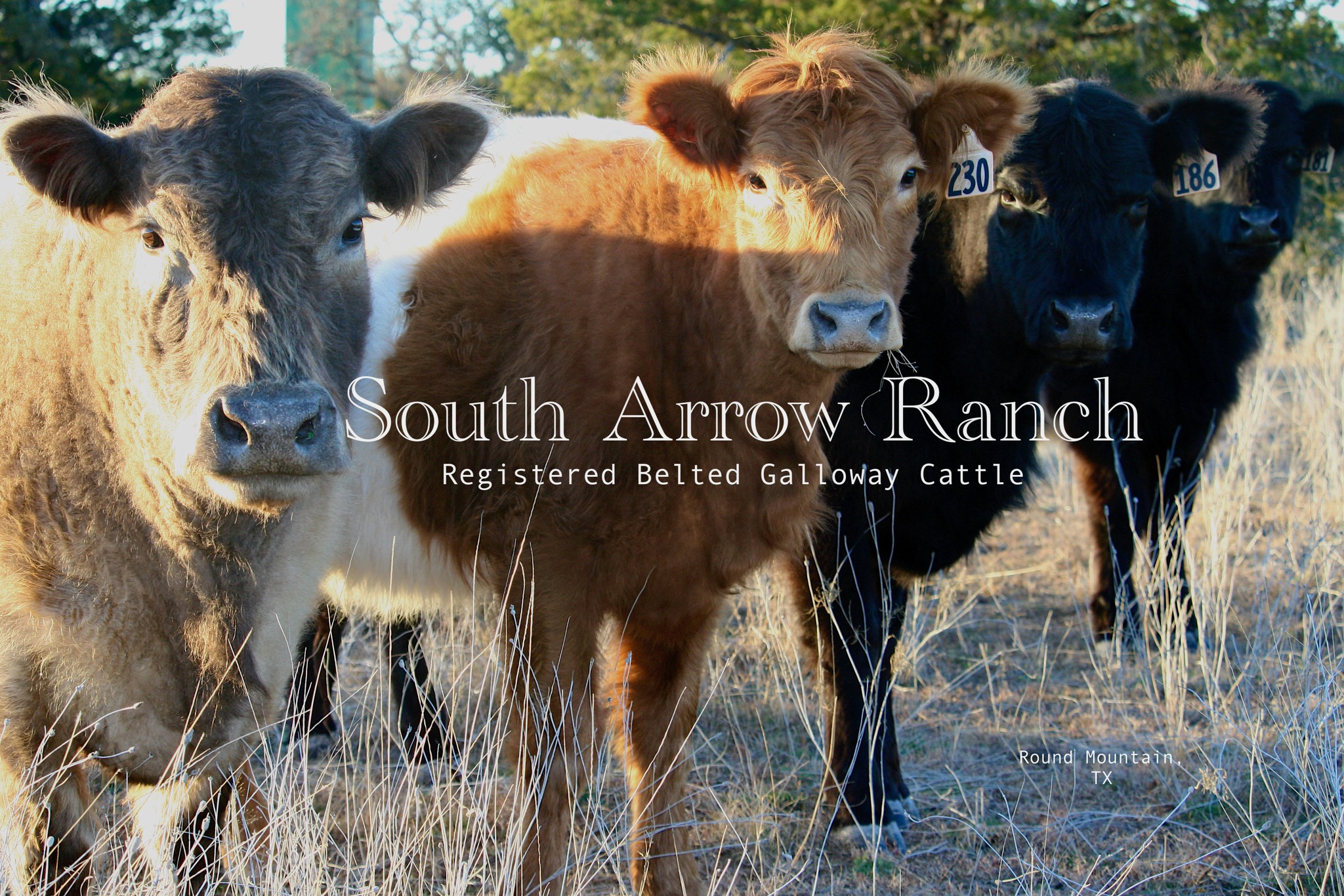 South... - South Arrow Ranch Hereford & Crossbred Cattle