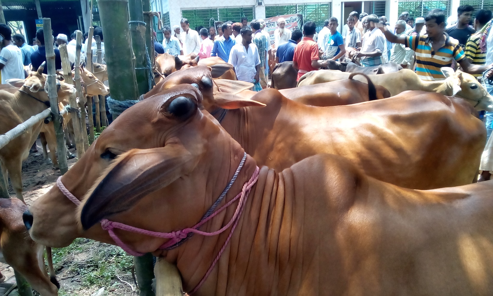 নিউজ - “দেবিদ্বারে মাধক বিরোধী অভিযানে দুই মাধক ব্যবসায়ী গ্রেফতার