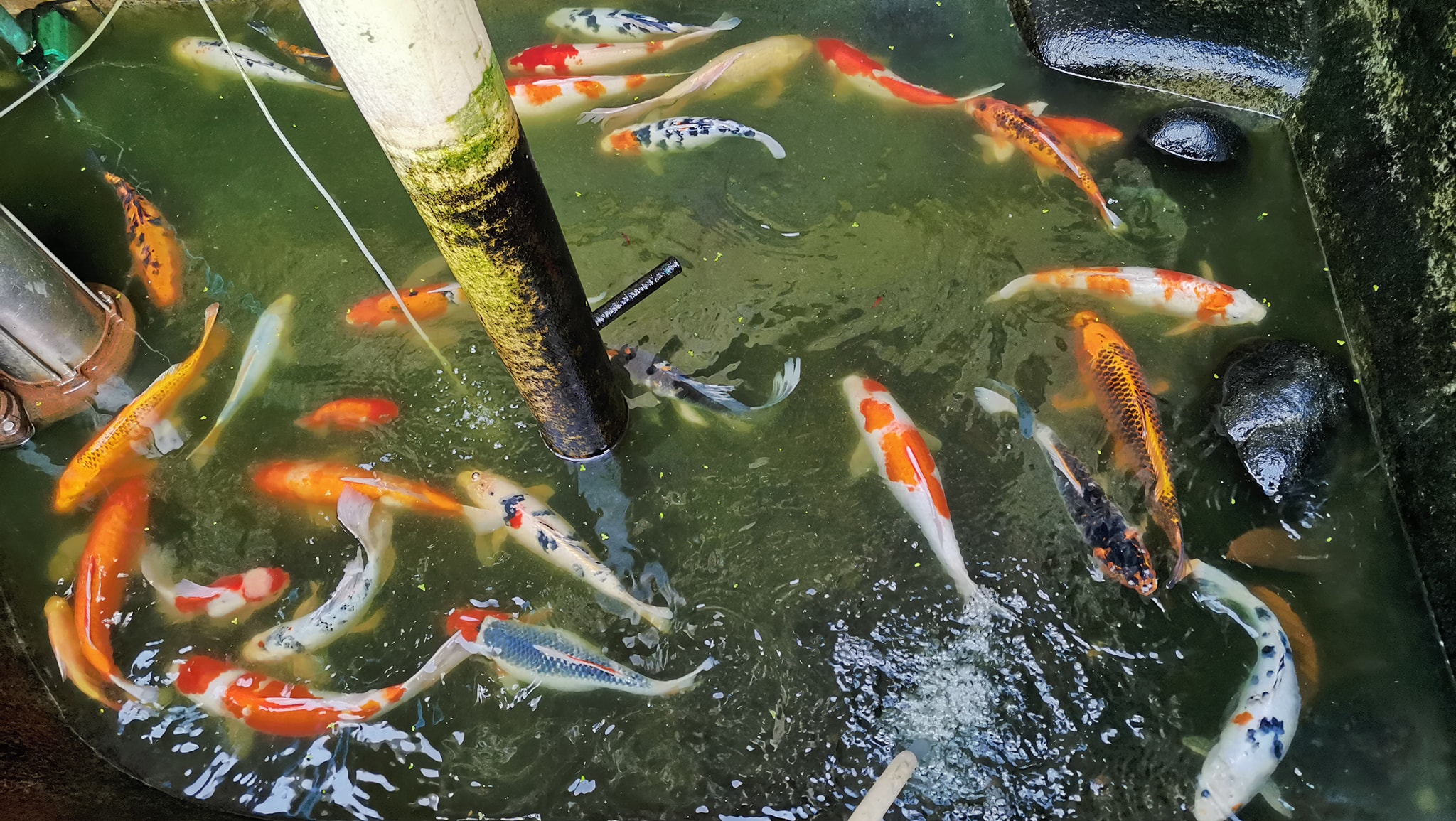 Diplahan Koi fish Breeder