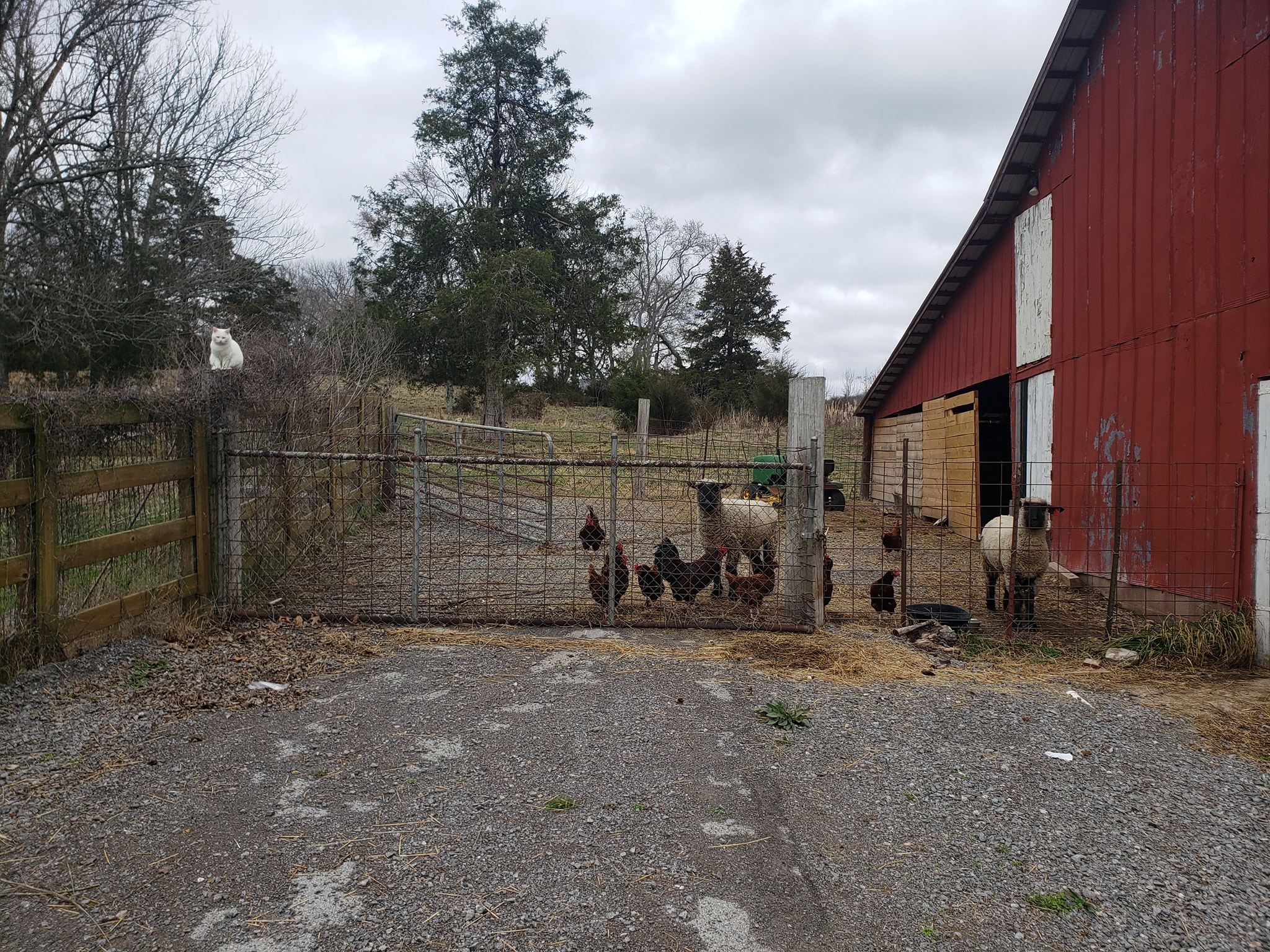 Shepherds' Rise: a Family Farm | Woodbury TN