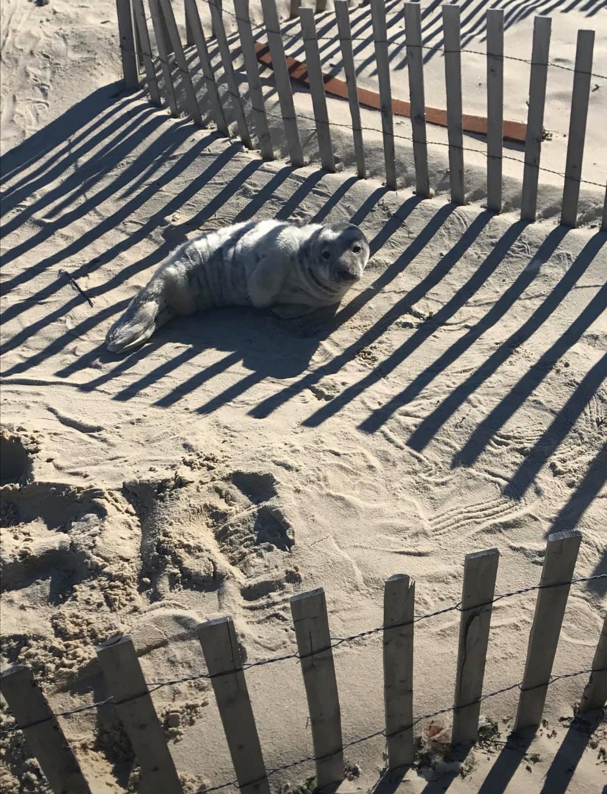 Deal - Reminder: If you see a seal on the beach, do not approach it ...