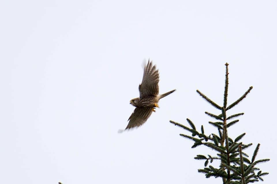 The Irish Raptor Trust