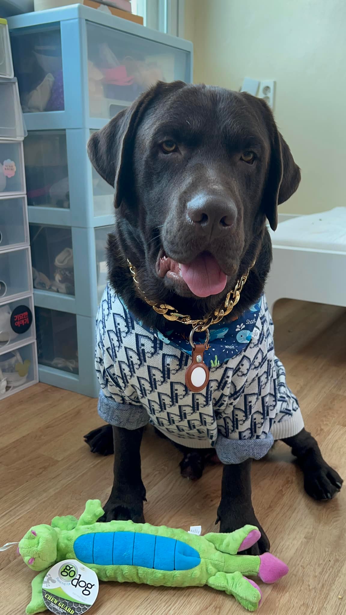 2 พี่น้อง 2 degree 🐕‍🦺 ดช.คำแพง... - Dobby Bambii labrador | Facebook