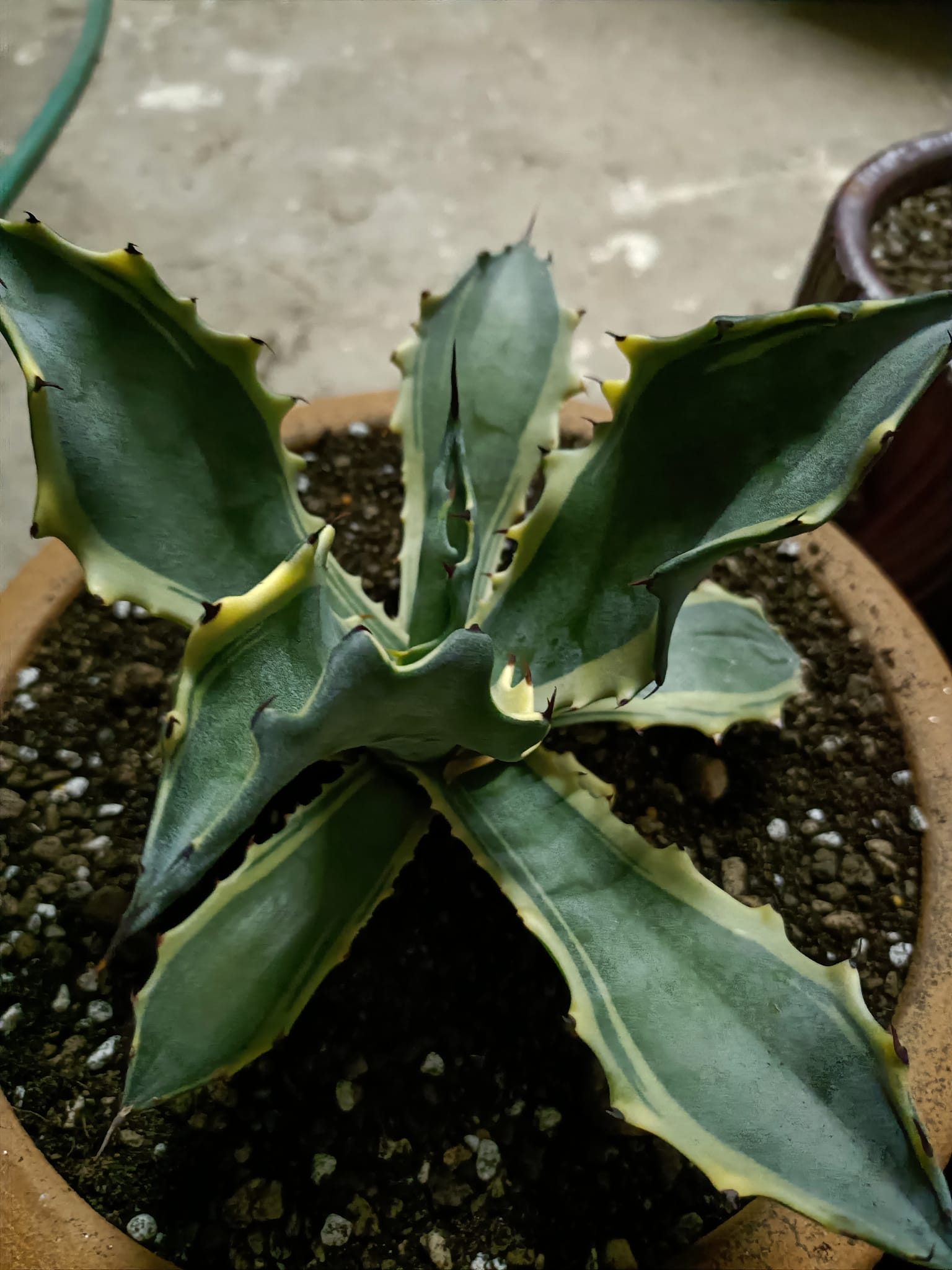 Agave salmiana var. ferox, a stunning large variety