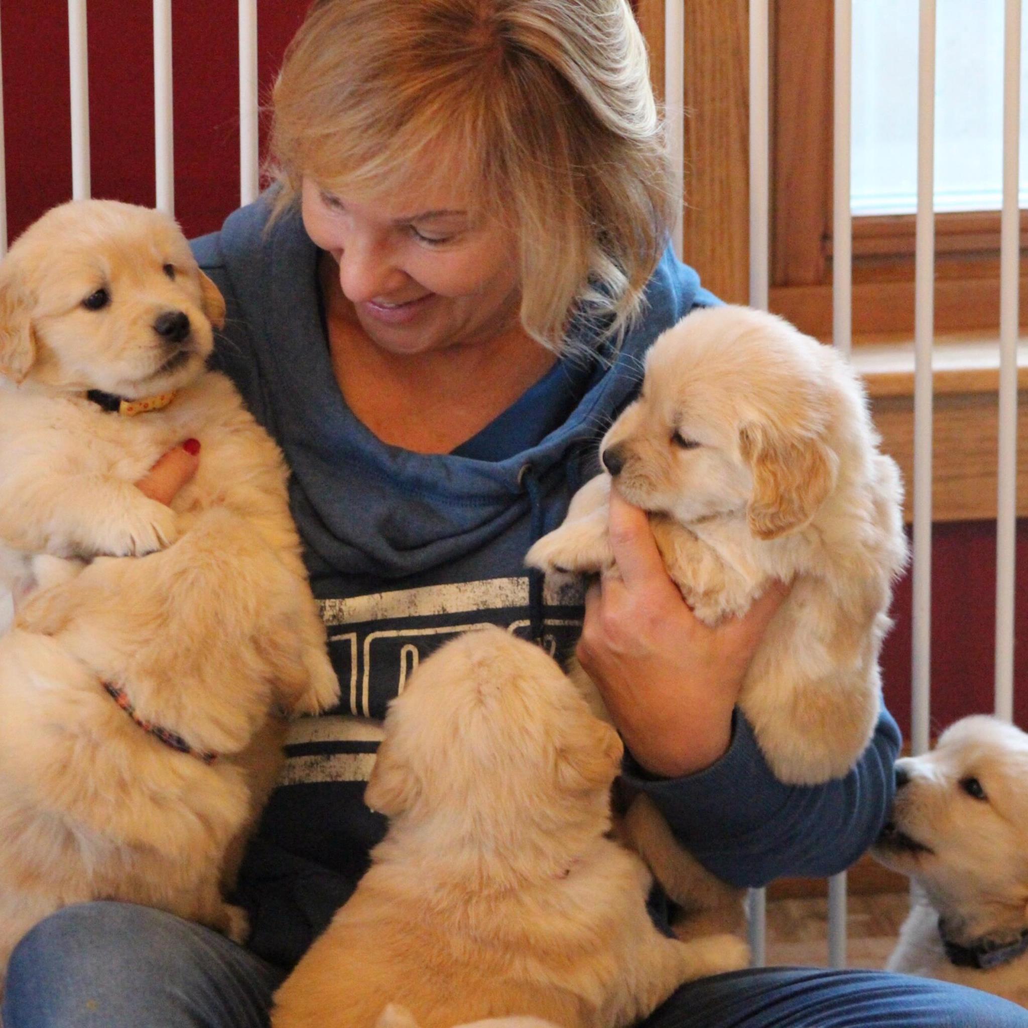 Curated visual reference: Gallery Detail: Trademark Golden Retrievers We Are Having Puppies Due Date Is