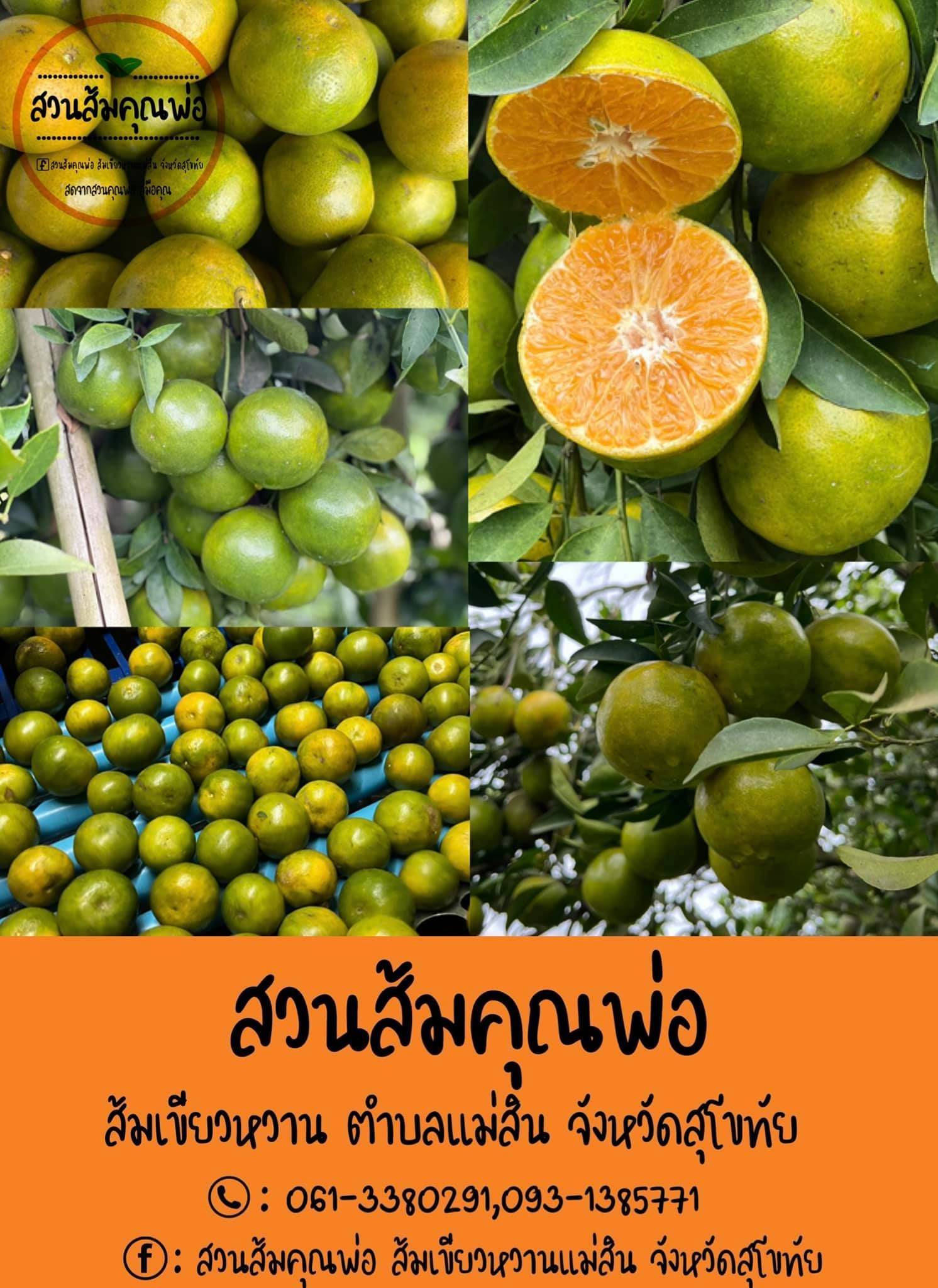 🍊ส้มเขียนว... - สวนส้มคุณพ่อ ส้มเขียวหวานแม่สิน จังหวัดสุโขทัย | Facebook