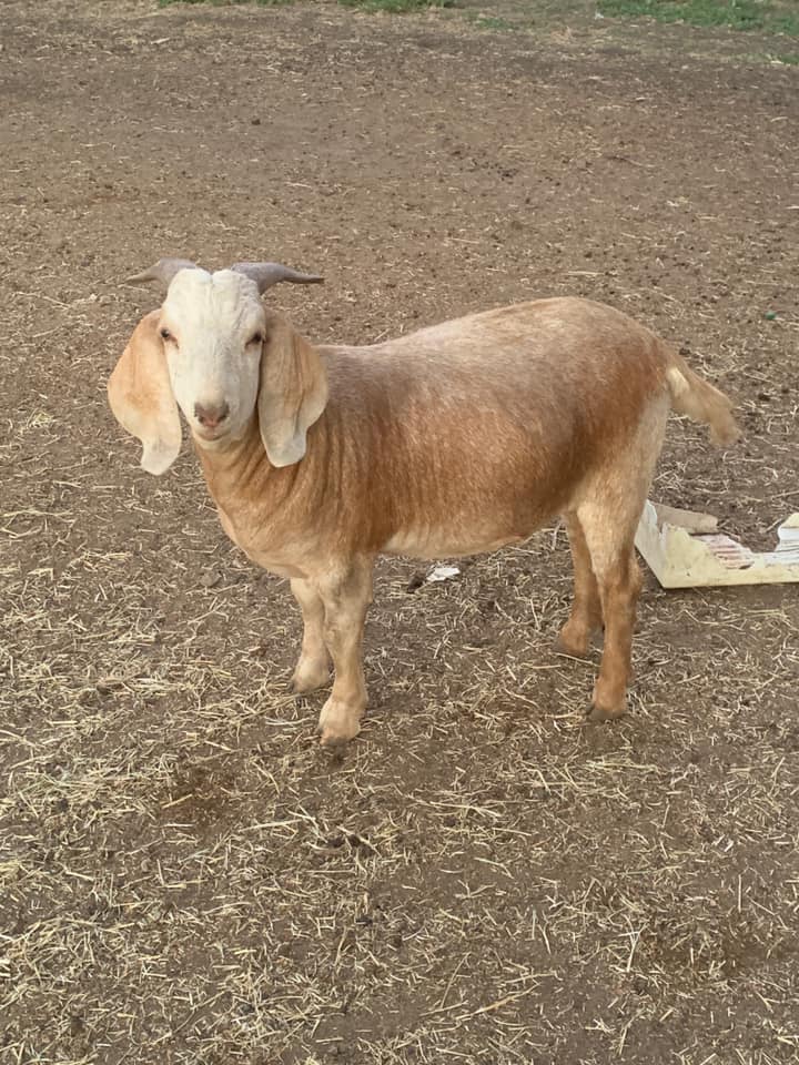 Farm Fresh Goat Meat