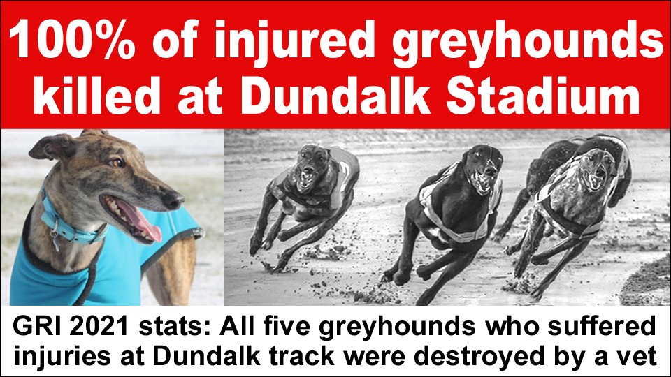 Are Greyhounds Killed After Racing