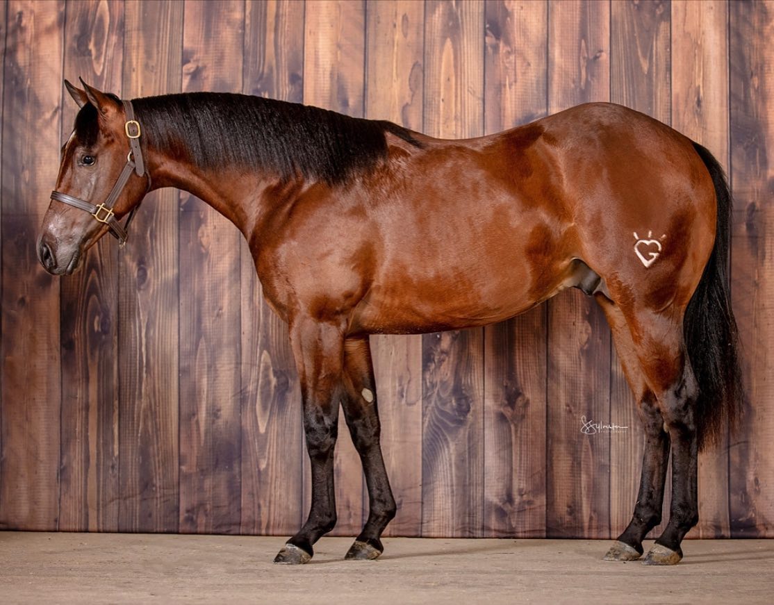 💚GREENLIGHT💚 💥 2021 bay stallion... - G Shining Heart Ranch | Facebook