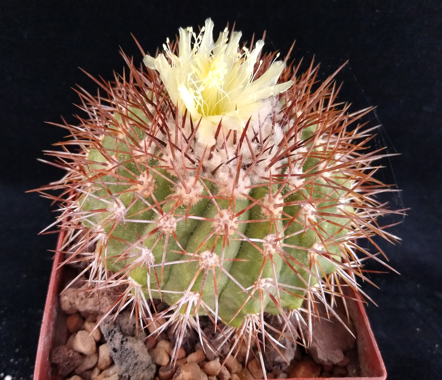 A couple of Copiapoa serpentisulcata in flower this morning:)