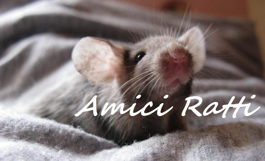 Amici Ratti