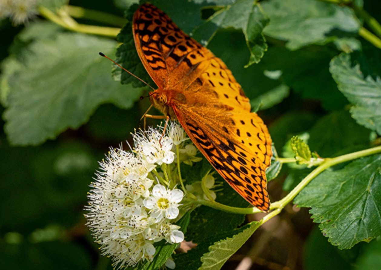 Early ordering for Native Trees,... - Rochester Pollinators | Facebook