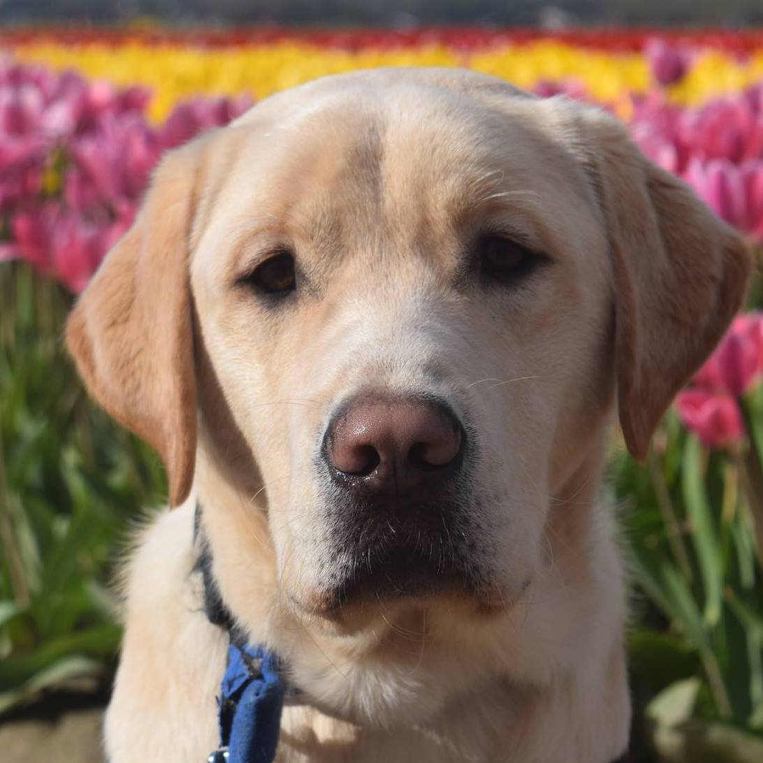 Yoshi's guide dog puppy training