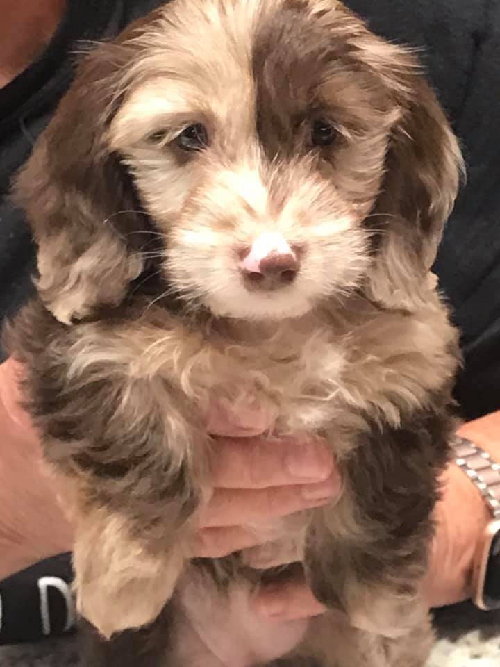 Schreiber's Dachshund Ranch
