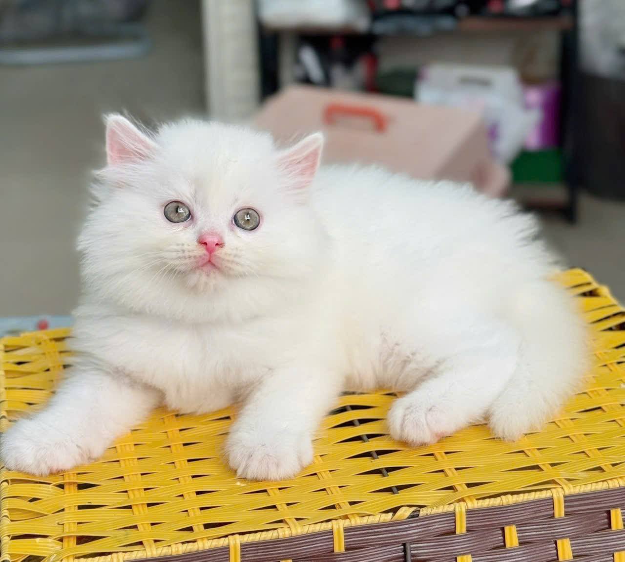 Hội Yêu Chó Mèo Cảnh Nam Định | Facebook