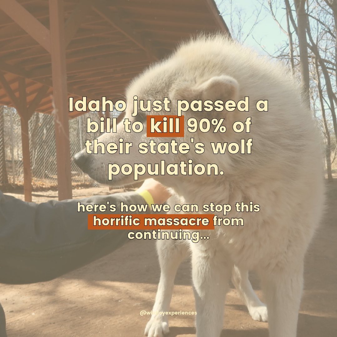 Wildjoy - This makes us sick. Wolves are some of the...