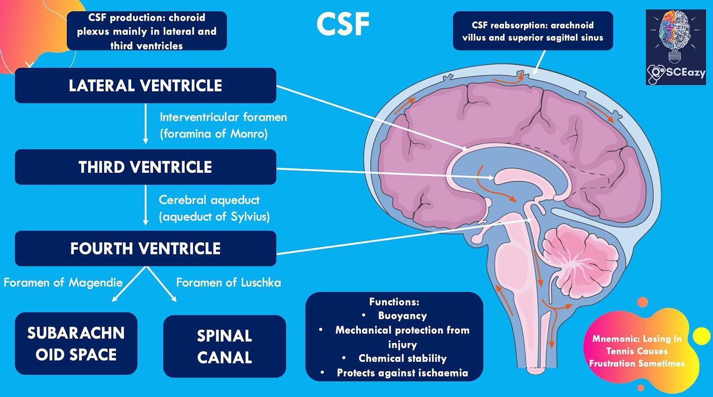 OSCEazy - Here’s a cheat sheet on the CSF flow pathway🔥...