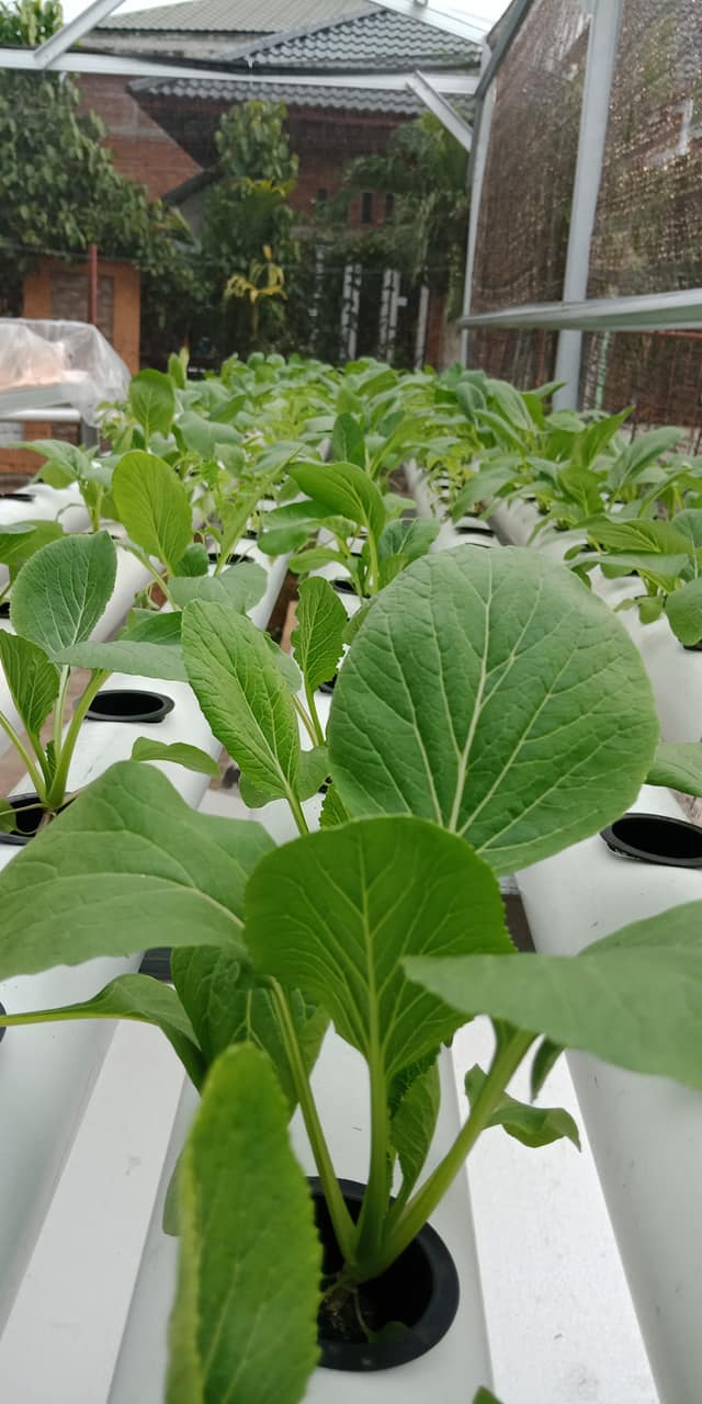 Rejo Farm Hidroponik - Sayuran yang ada di Rejo Farm | Facebook