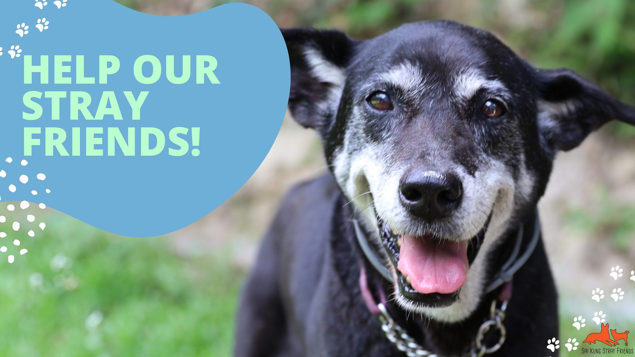 Help our Stray Friends