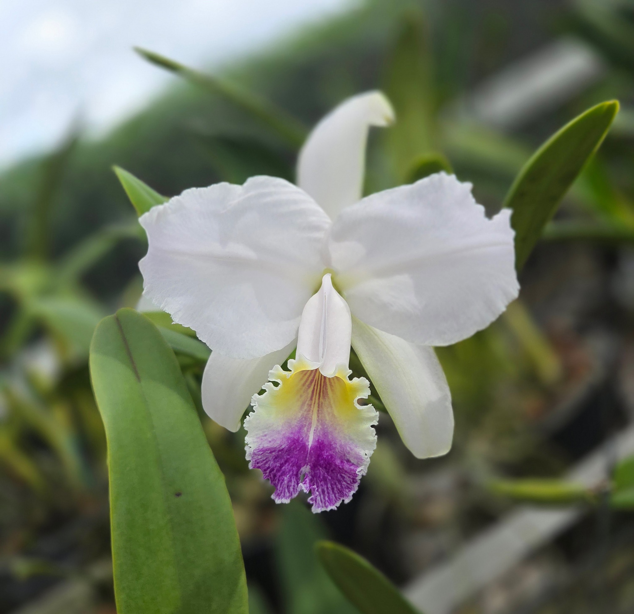 Cattleya lueddemanniana coerulea 'Carayaca' orchid blooming
