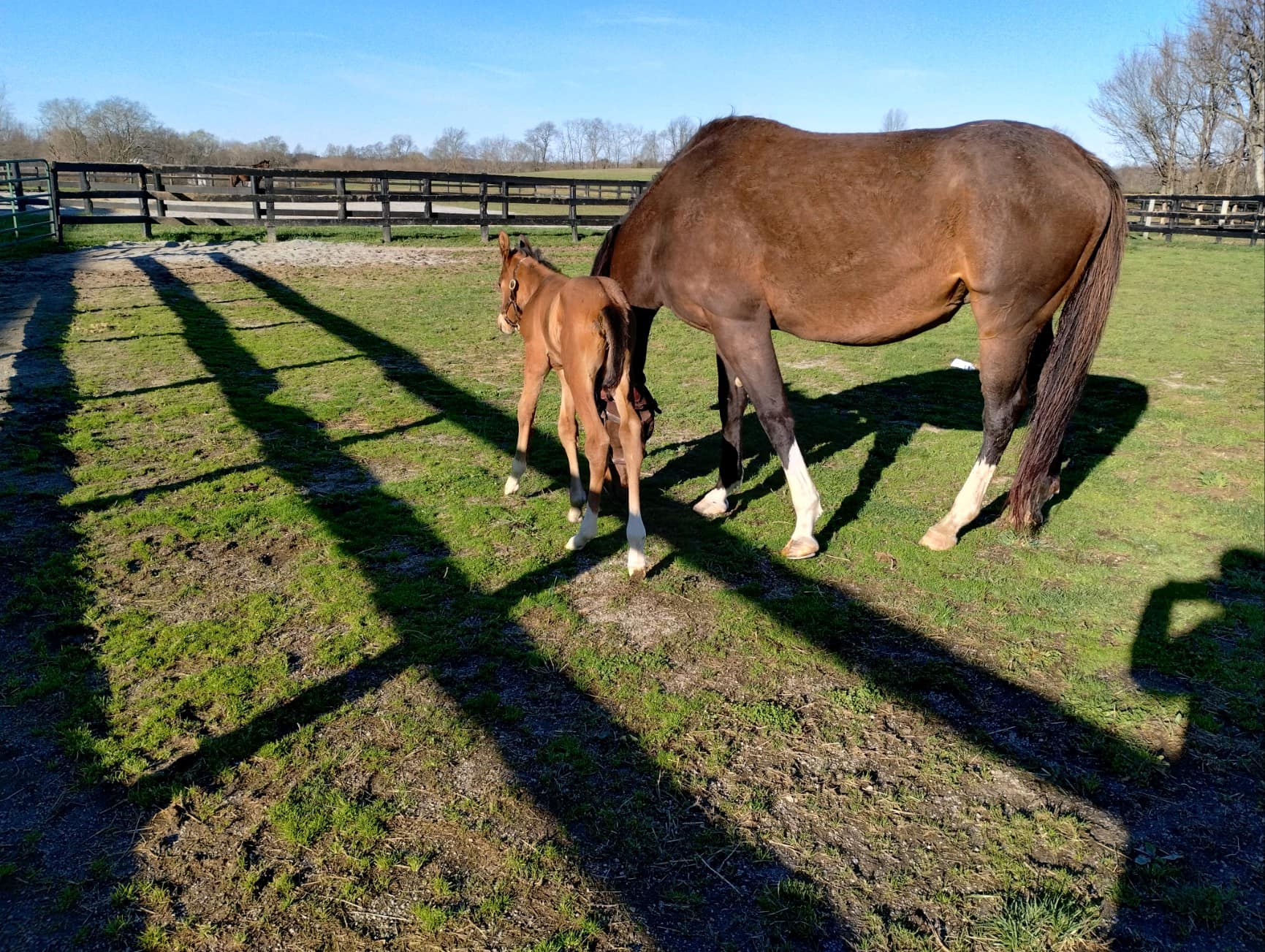 Greg Foley Racing Stable
