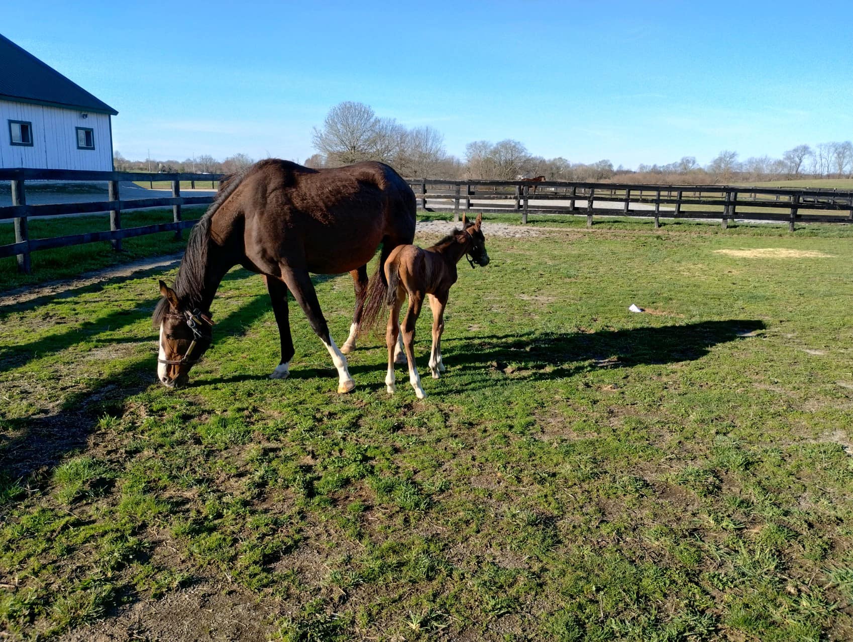 Greg Foley Racing Stable