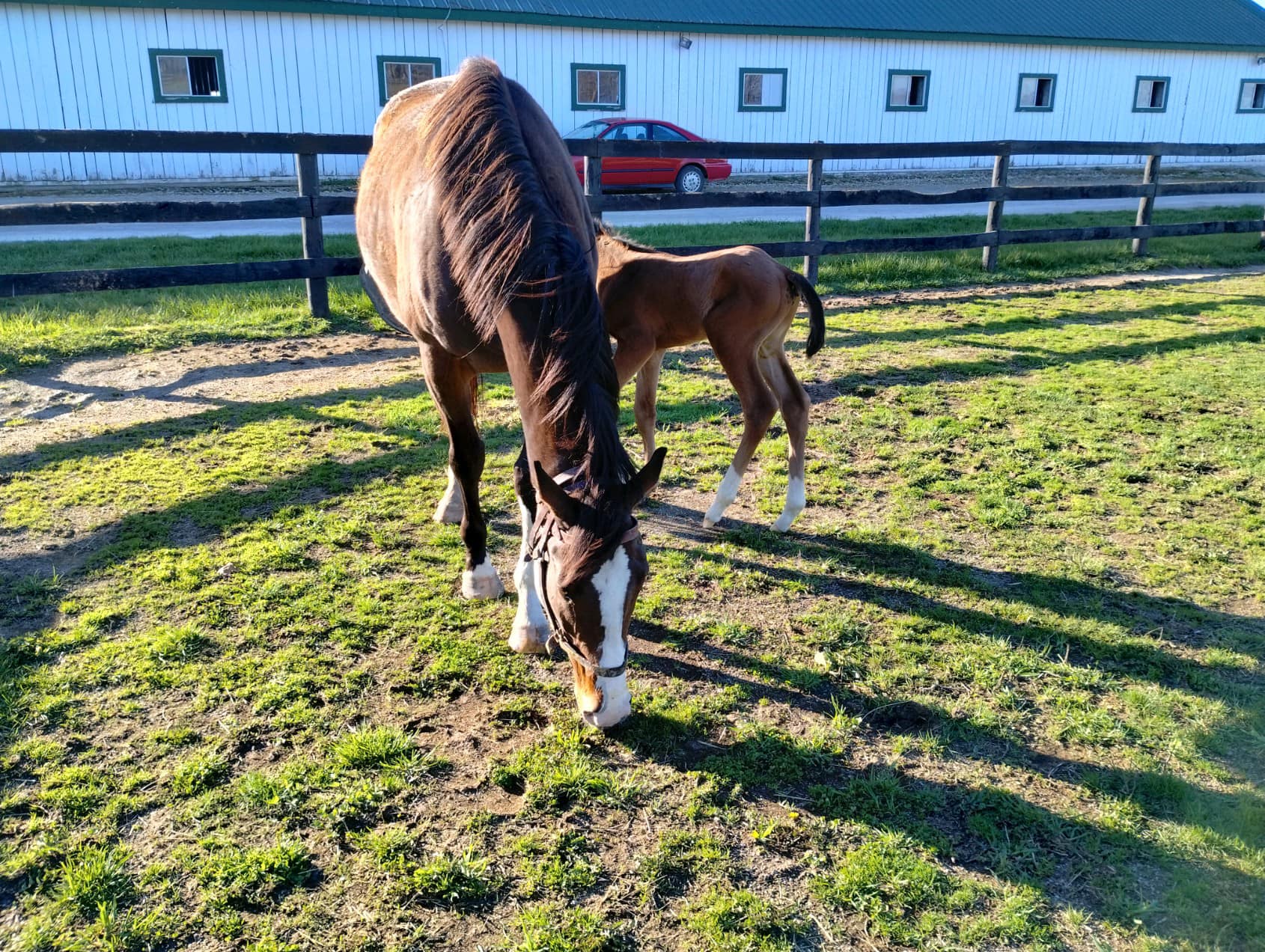 Greg Foley Racing Stable