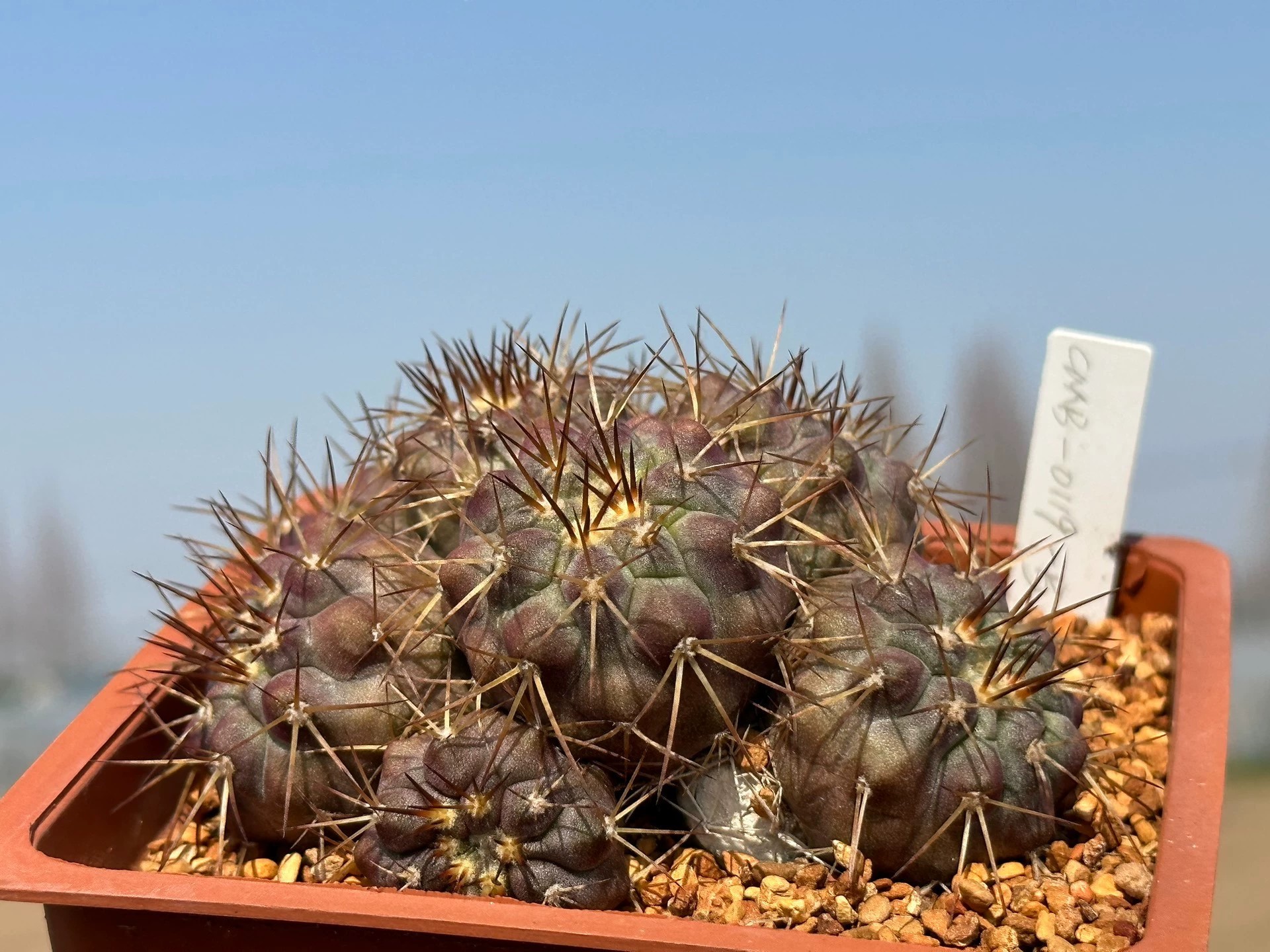 Copiapoa cinerea and its forms in collection
