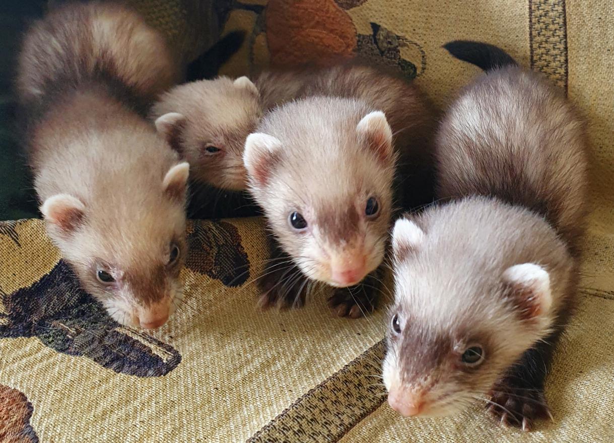 Les Furets de Kaco