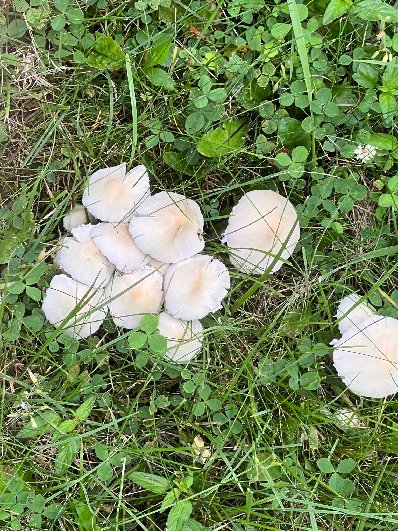 Are these mushrooms poisonous?