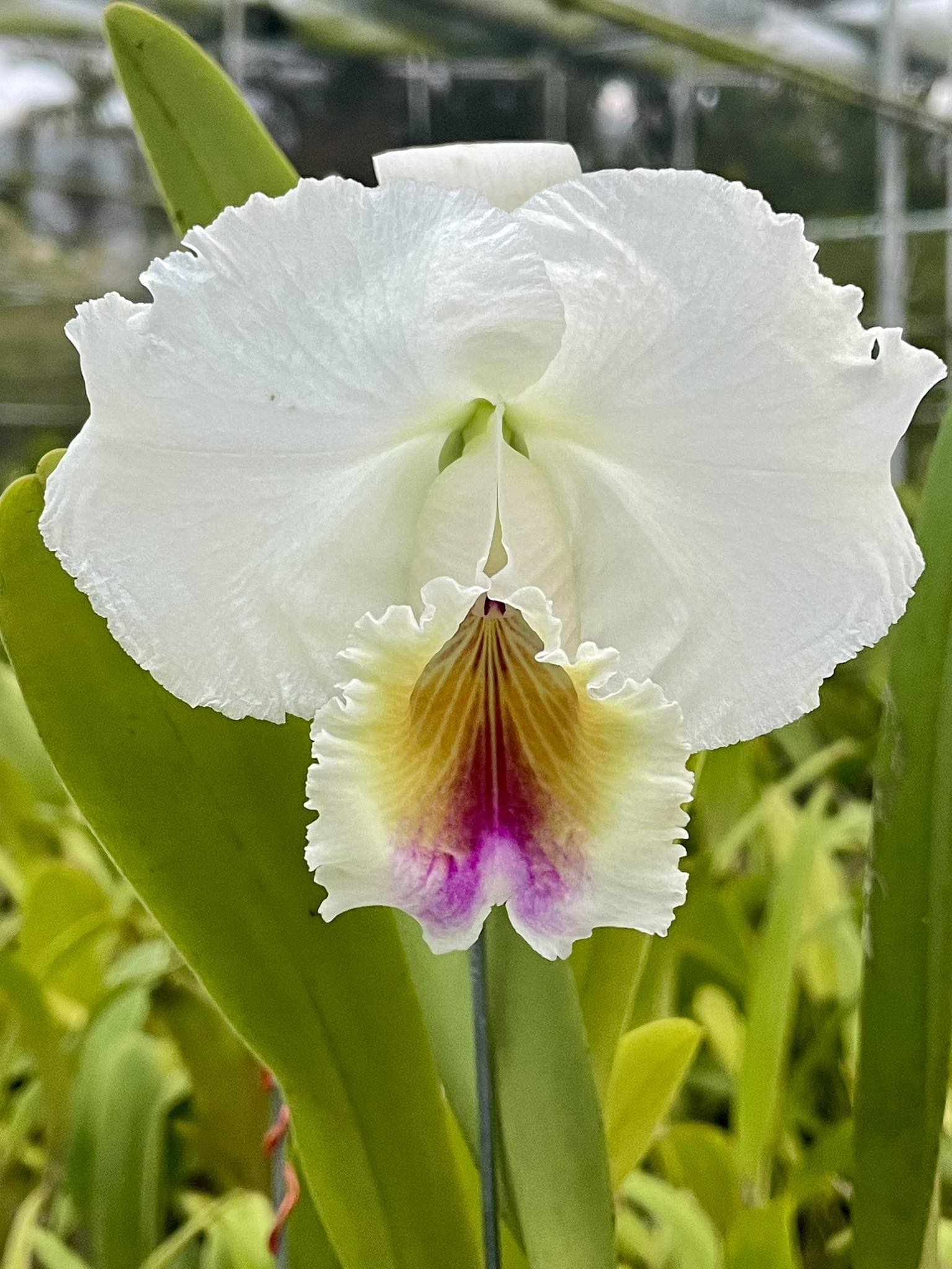 Cattleya aclandiae albescens x alba first bloom seedling 😃🤗