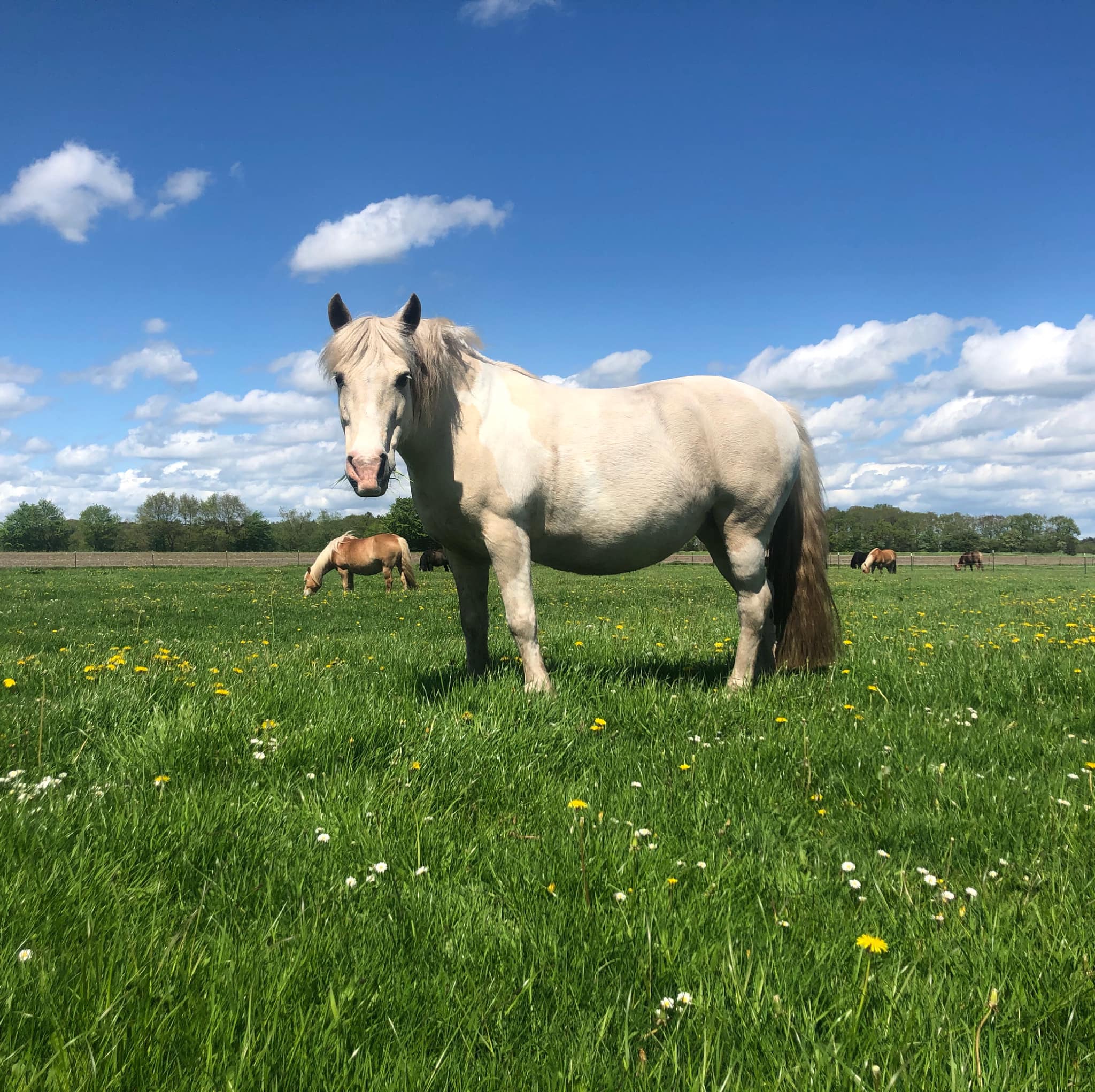 Ponyhof Reuter - So sehen glückliche Ponys auf der Weide...