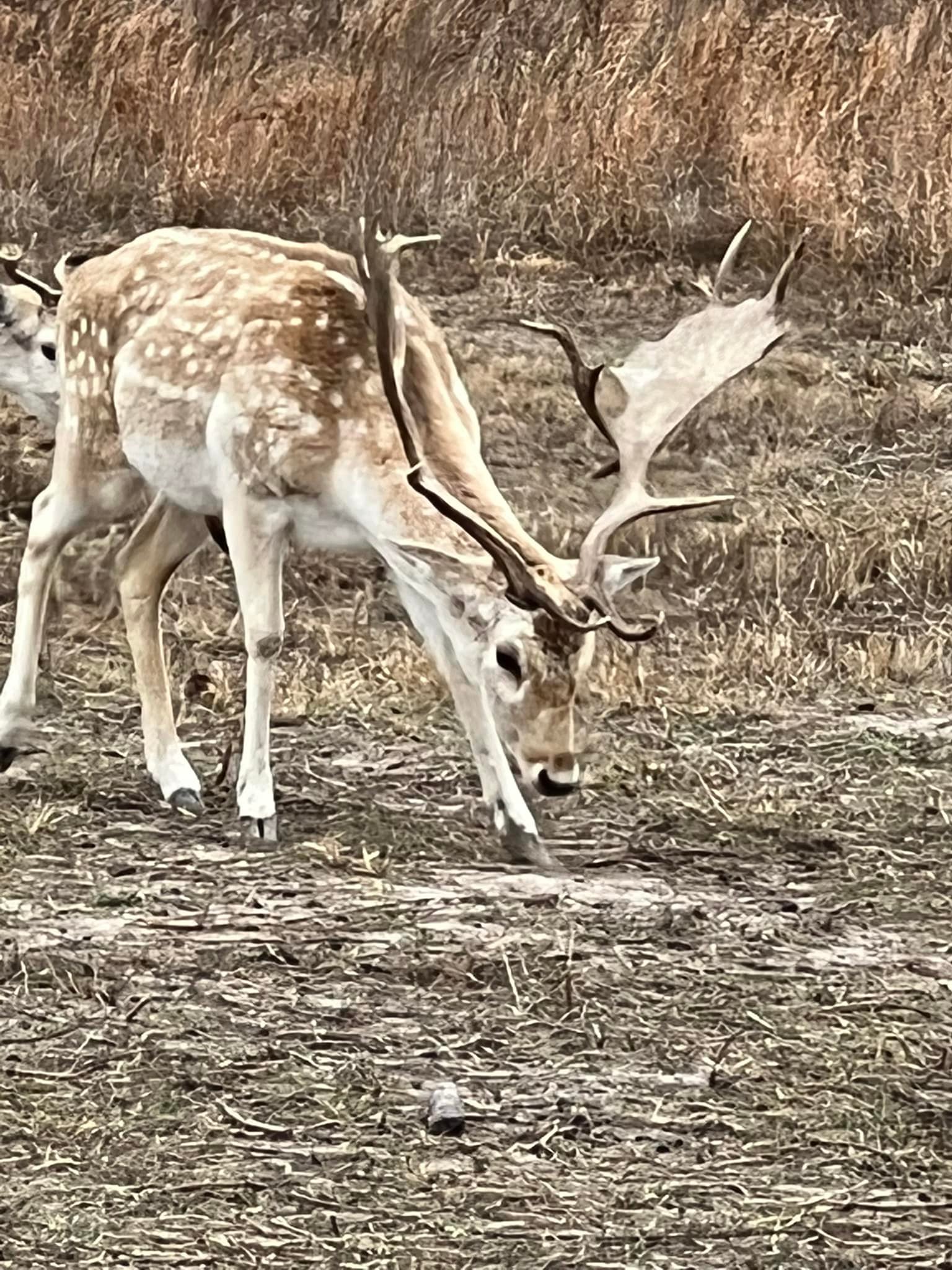 Long Tine Ranch | Quinlan TX