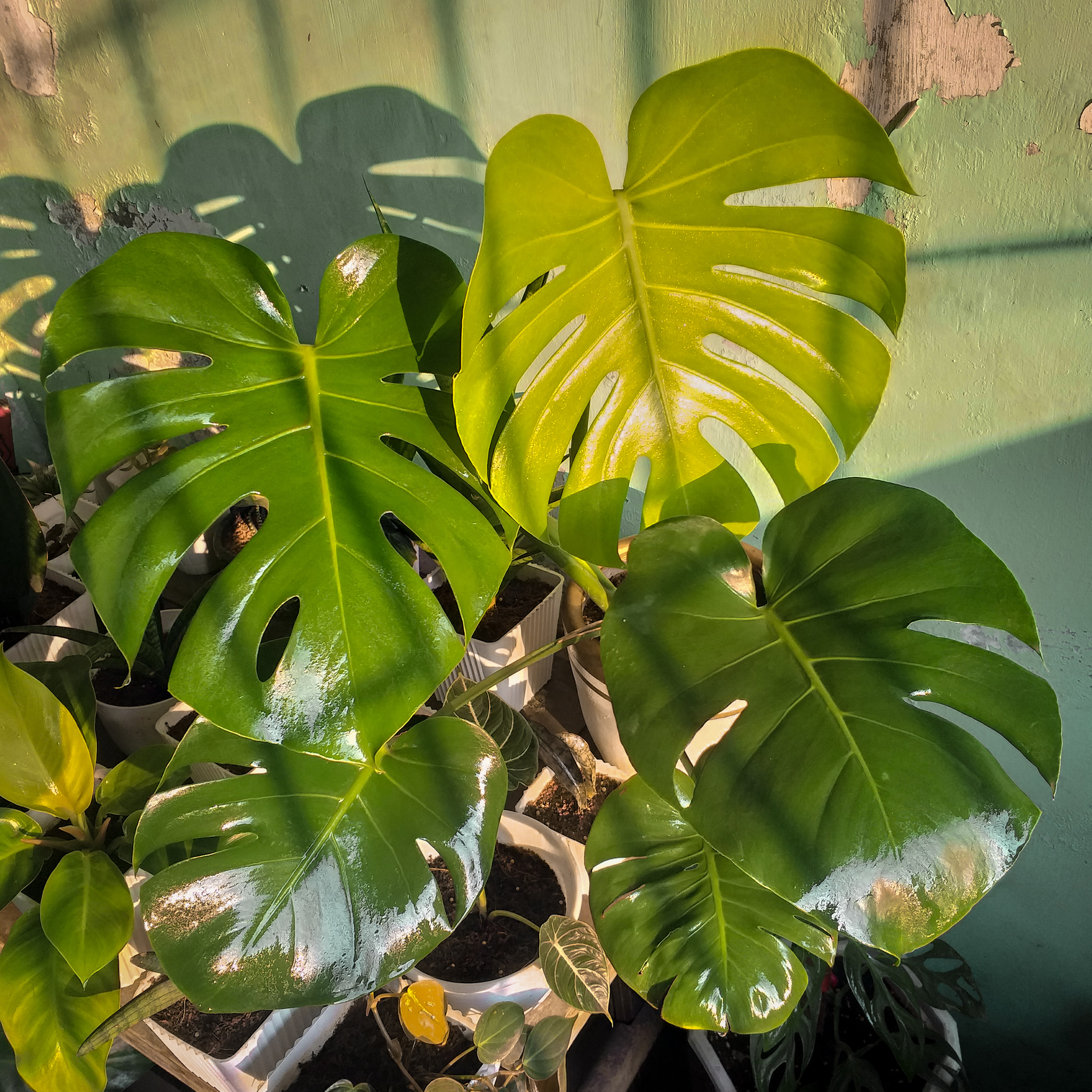 Monstera deliciosa (Juvenile Form) Look closely at the Latin name 